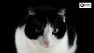 Chat